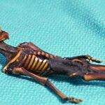 El cuerpo, de 15 centímetros de largo, consta de 10 pares de costillas y huesos que se asemejan a los huesos de una niña