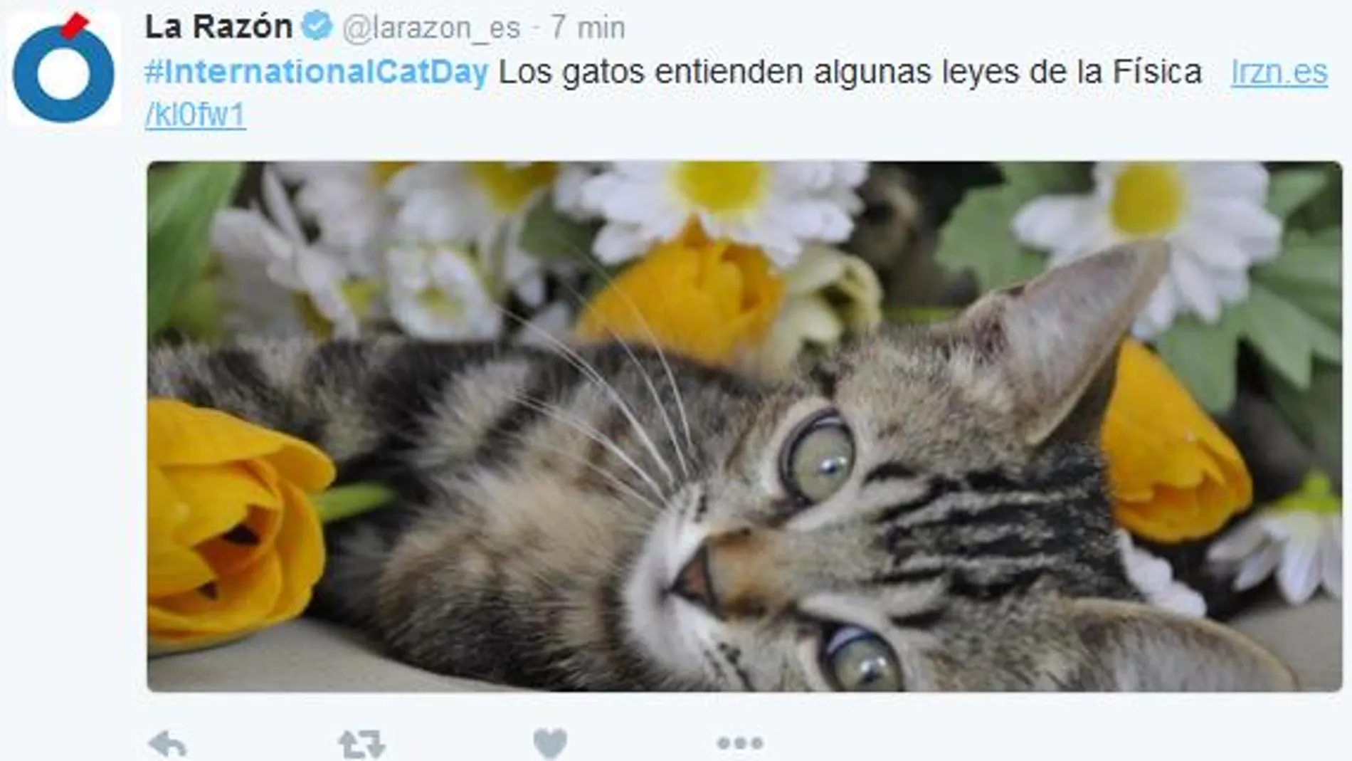 Twitter celebra el Día Internacional del Gato
