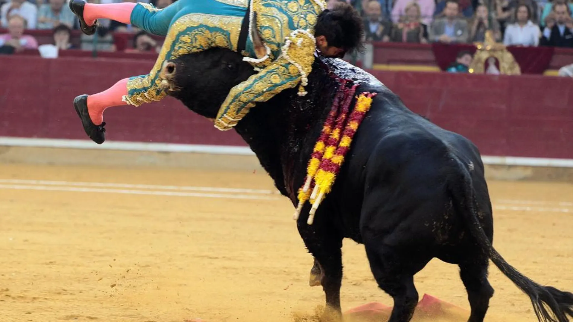 El diestro Cayetano Rivera es cogido en la faena a su primer toro, de Parladé, durante la corrida de la Feria del Pilar de Zaragoza celebrada hoy.