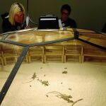«El teatro del mundo» (1993) recrea, a través de insectos y reptiles, una metáfora de la realidad social del planeta. Efe