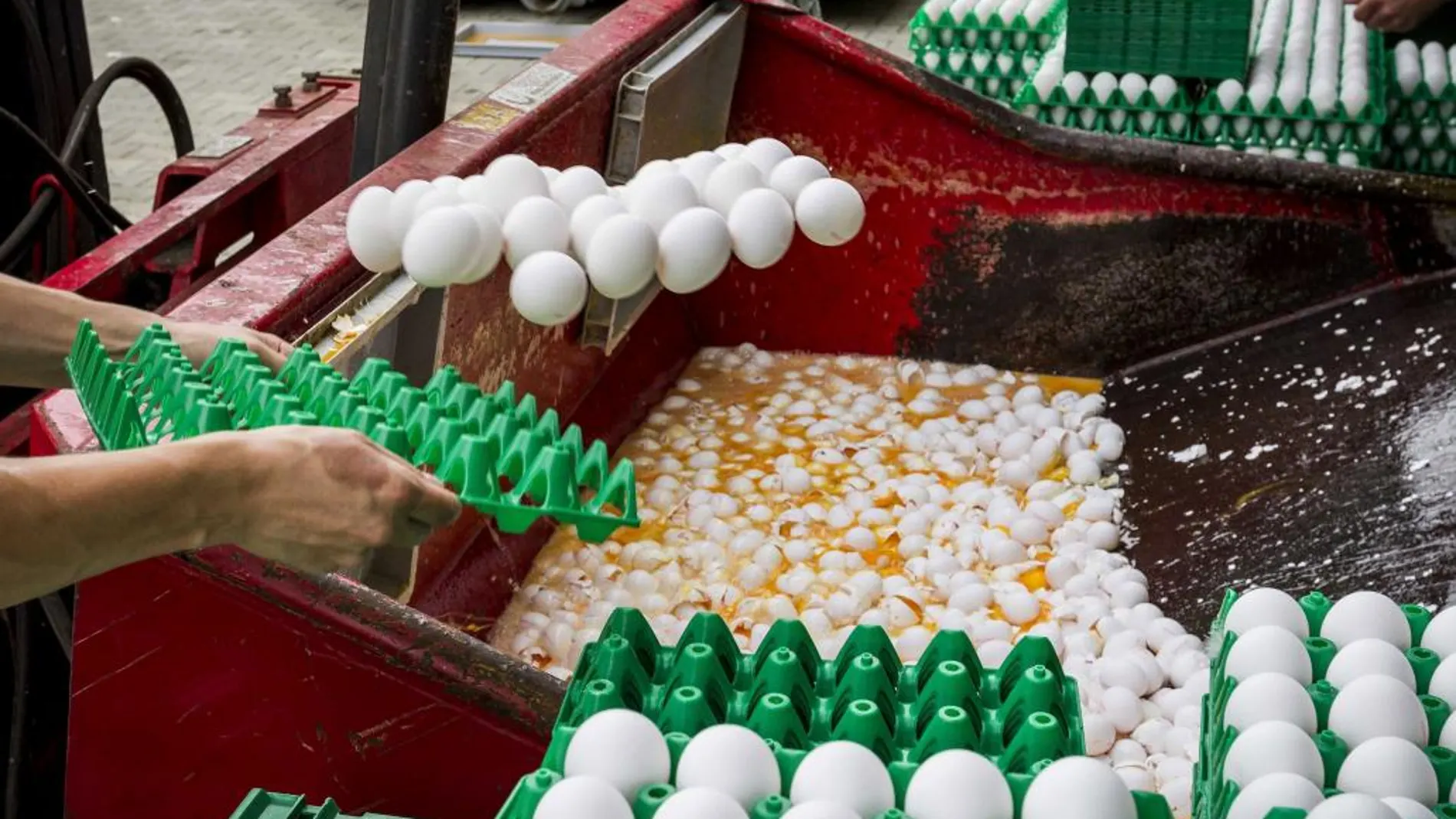 Varios trabajadores desechan los huevos contaminados en una granja avícola de Onstwedde (Holanda)