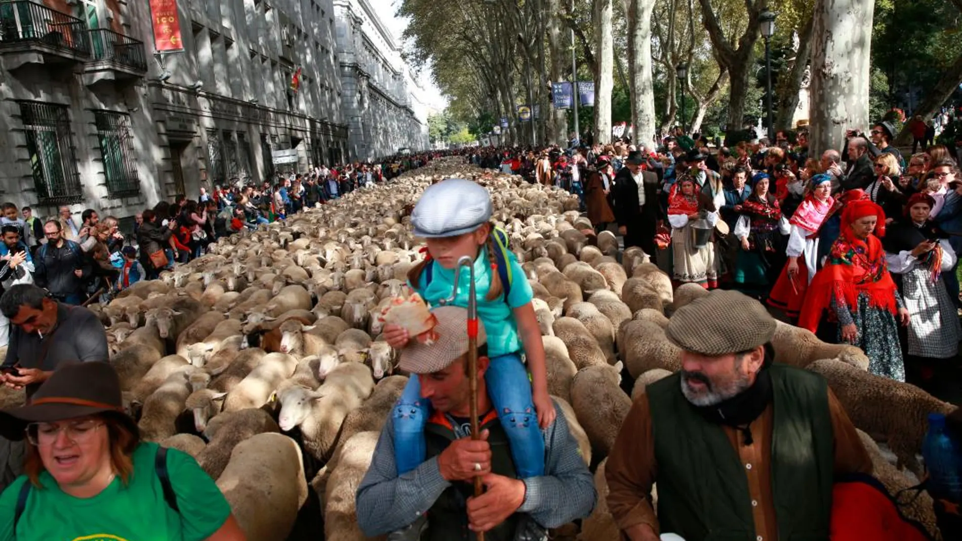 Las ovejas a su paso por Madrid/Foto: C. Pastrano