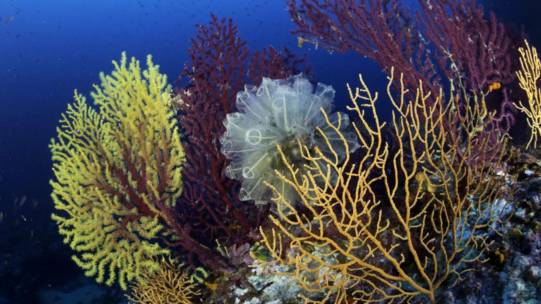 Los corales pueden vivir más de 5.000 años