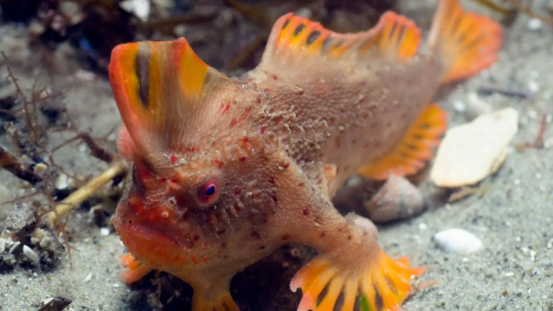 El pez de manos rojas tiene un cuerpo alargado y con protuberancias en forma de verrugas con el que se mueve lentamente por el lecho marino en busca de alimentos