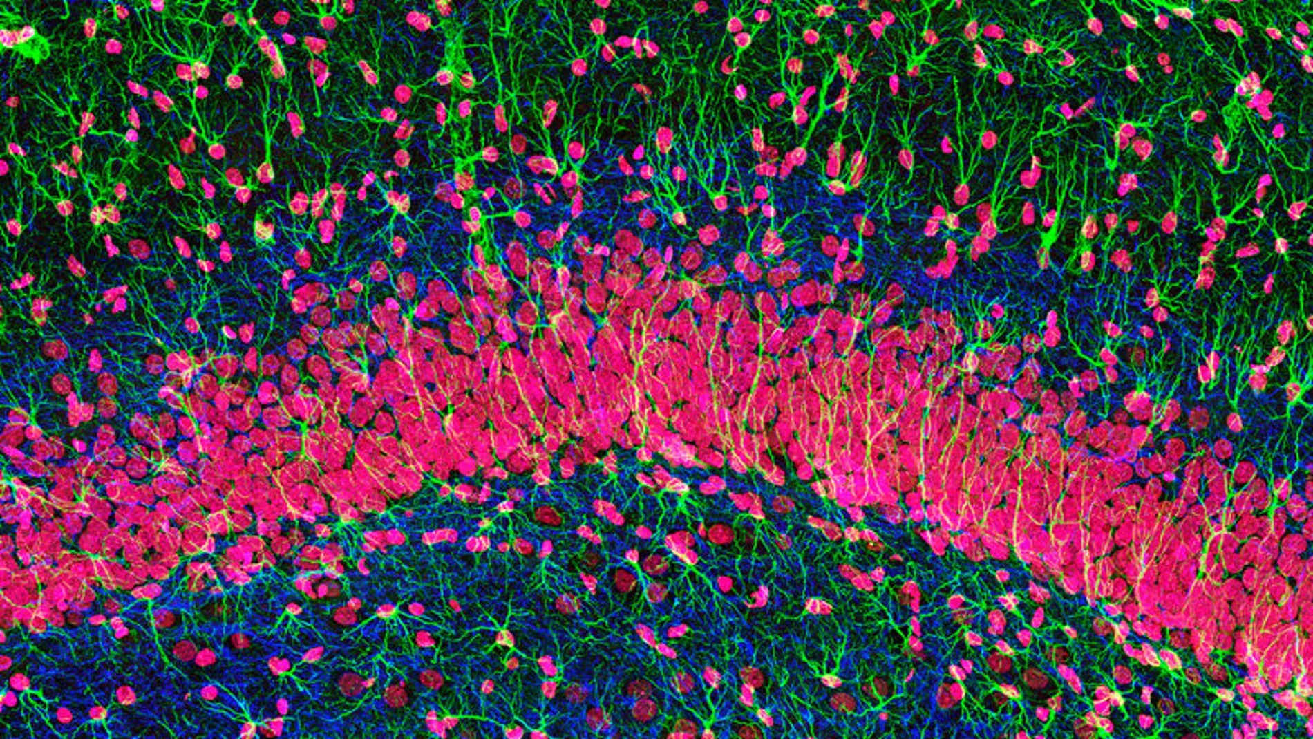 Células nerviosas (en rojo) en el hipocampo
