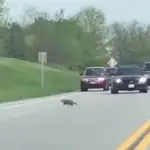  Un policía mata a una marmota en una carretera al considerar que «no actuaba normal»