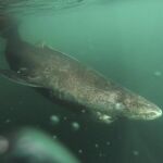 Fotografía cedida por la Revista Science que publica una investigación en la que entrega el título de vertebrado más longevo al tiburón de Groenlandia