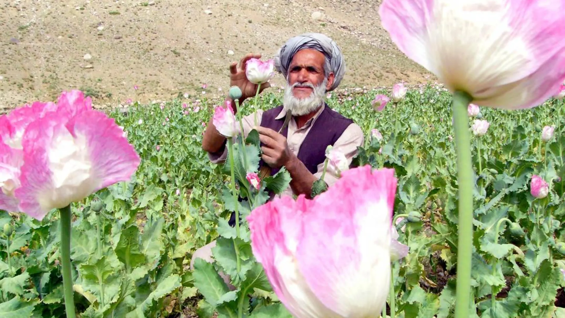 Un hombre en su plantación a 100 kilómetros de Kabul