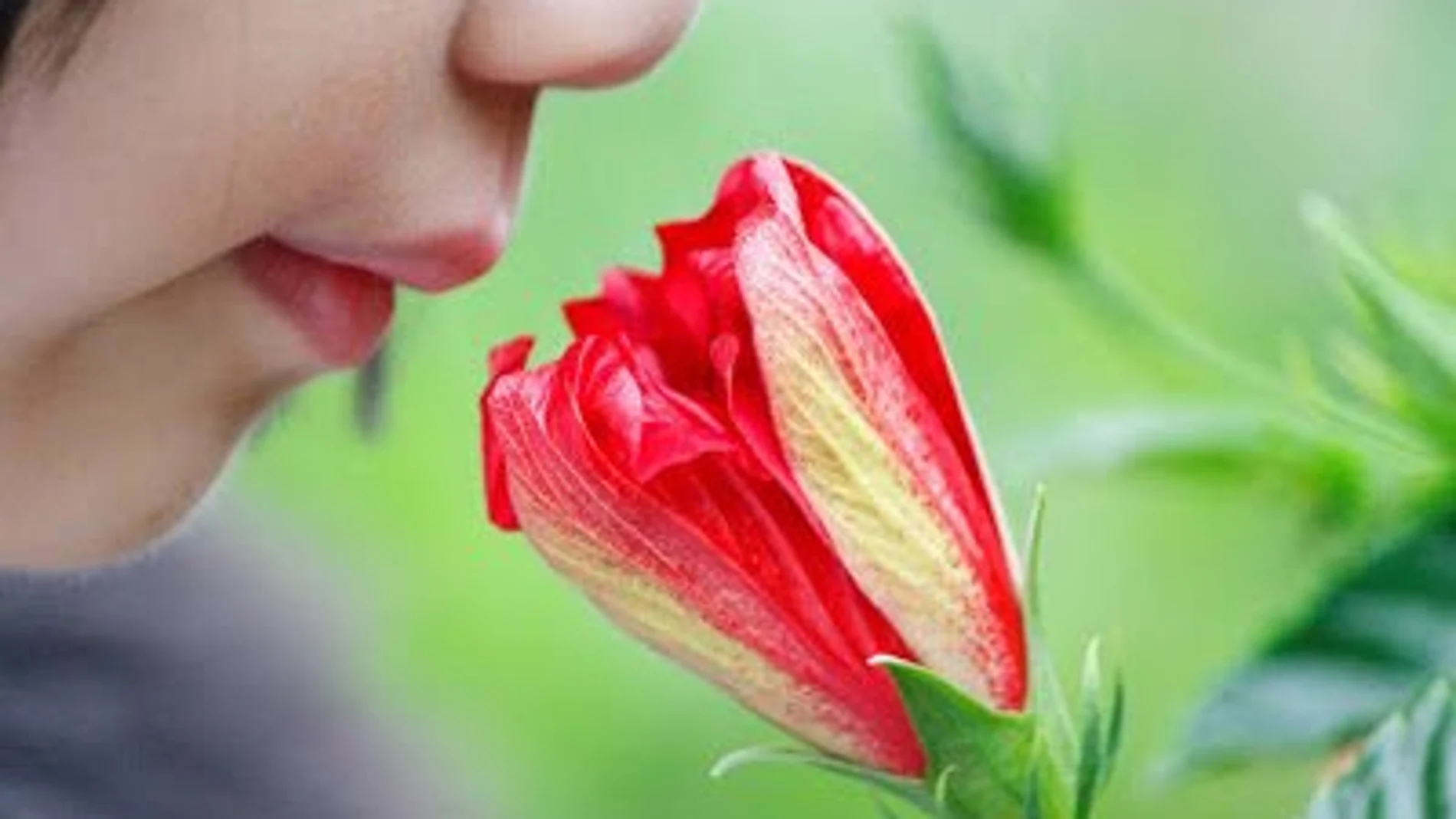 Respirar por la nariz ayuda a consolidar los recuerdos porque facilita la comunicación entre las redes sensoriales y la memoria.