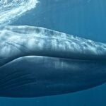 Imagen de una ballena azul, la especie de ballena más grande jamás observada