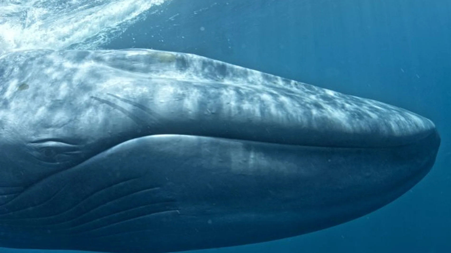 Imagen de una ballena azul, la especie de ballena más grande jamás observada
