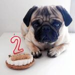 Un perro celebra su segundo cumpleaños con una tarta elaborada por el obrador canino Miguitas