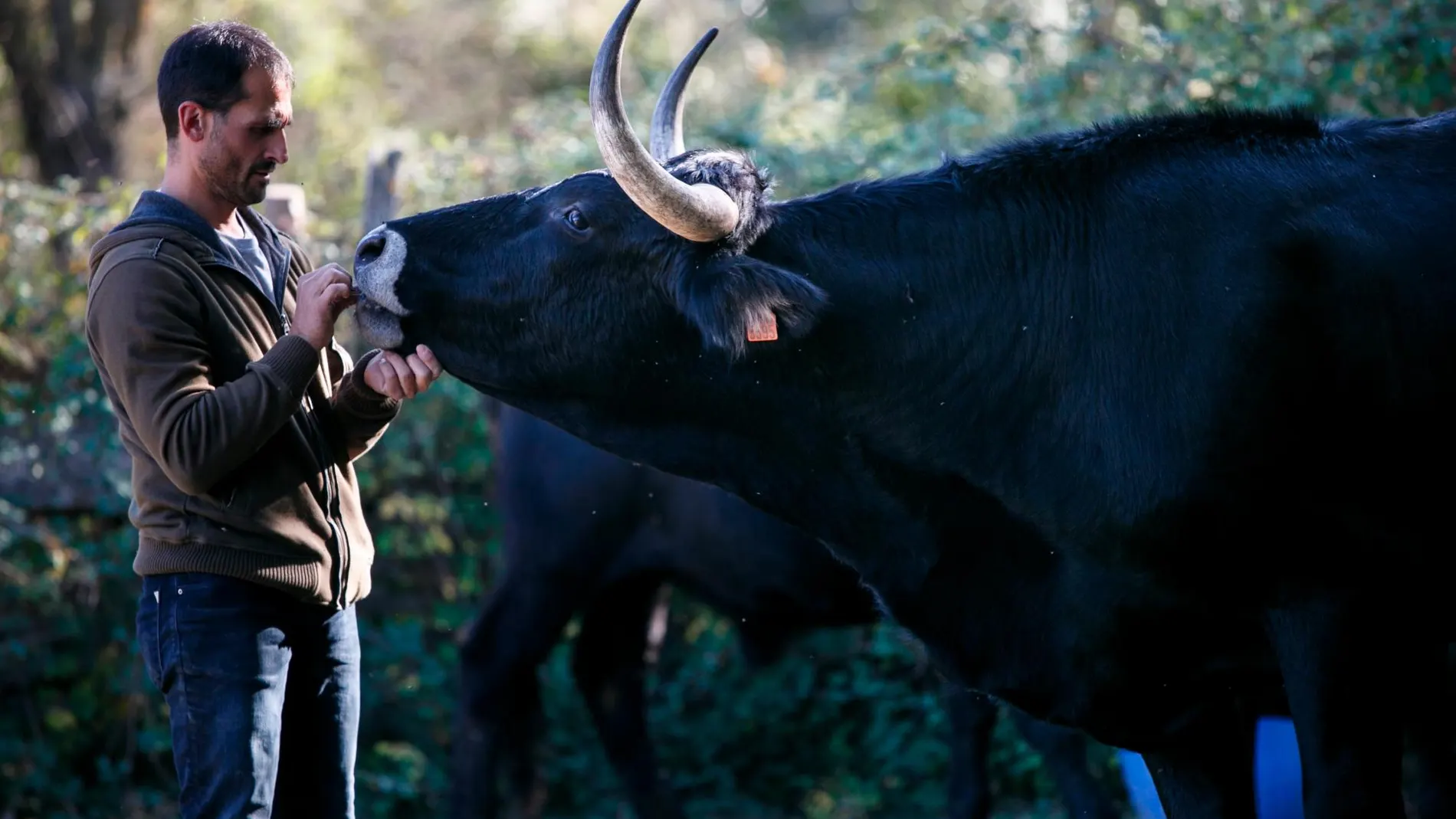 El emprendedor ganadero de buey de raza serrana, Enrique Rubio, en la dehesa de Andaluz (Soria) junto a uno de sus animales