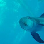 Los delfines que nunca verán el mar abierto