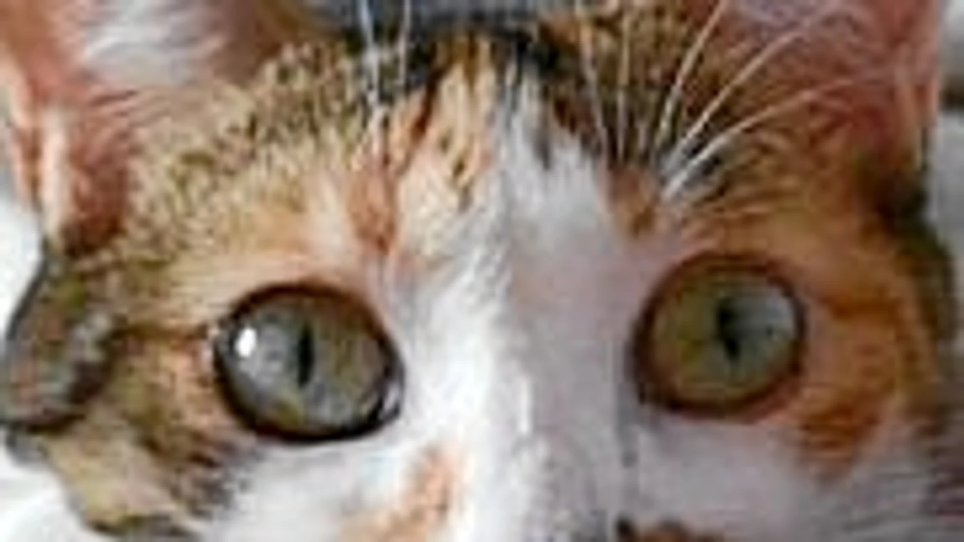 Mei, la gatita tricolor