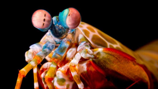 Las gambas mantis usan la rotación de sus ojos para mejorar su visión polarizada