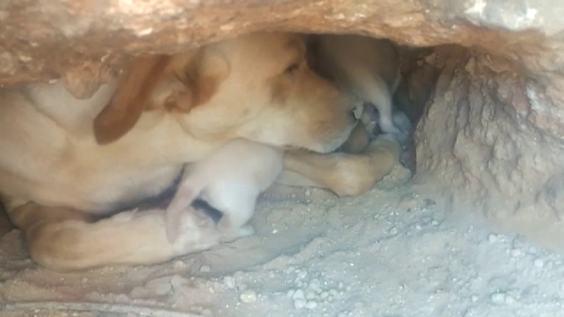 La perra con todos sus bebés antes de que fueran enterrados vivos/Atlas