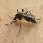 Un mosquito aedes aegypti, responsable de la transmisión de la enfermedad
