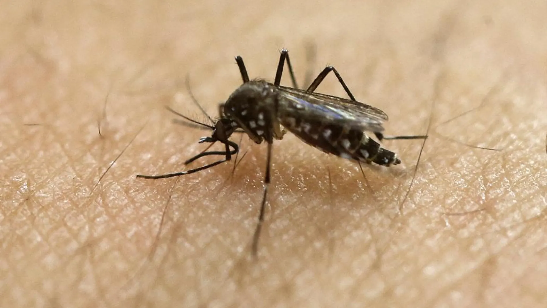 Un mosquito aedes aegypti, responsable de la transmisión de la enfermedad