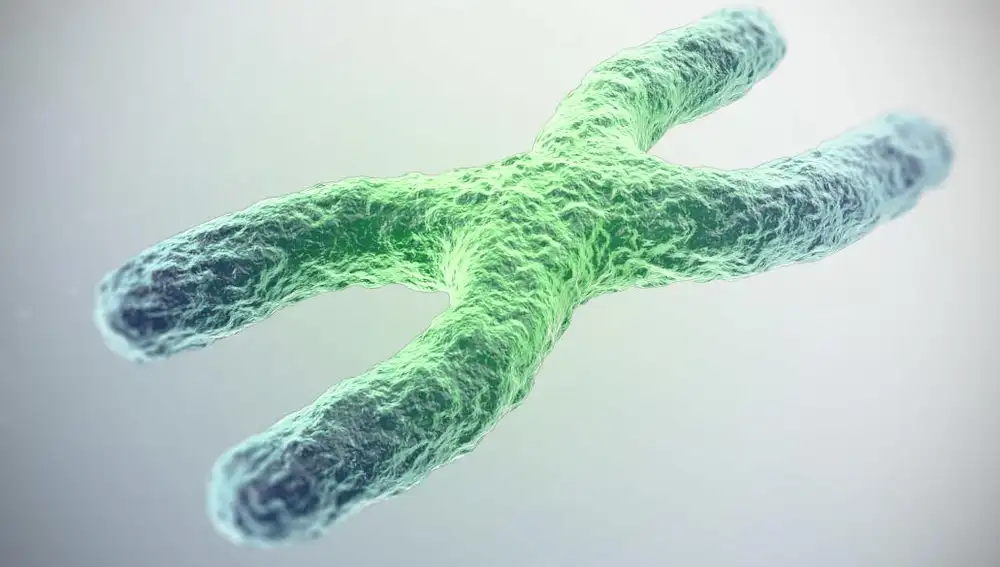 Los telómeros de los cromosomas protegen el ADN de la degradación