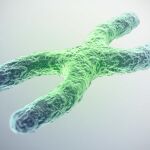 Los telómeros de los cromosomas protegen el ADN de la degradación