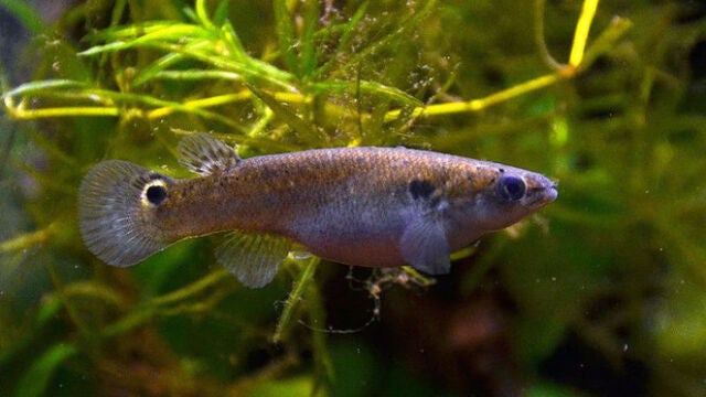 Gracias a su cola, el rivulín del manglar puede impulsarse fuera del agua a distancias varias veces mayores que la longitud de su propio cuerpo