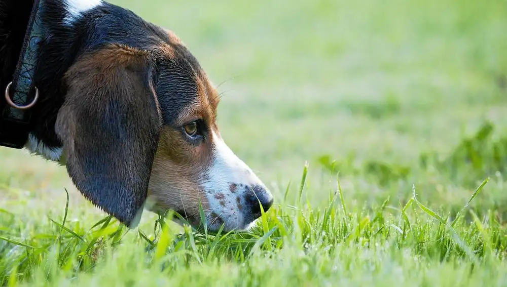 El beneficio de acudir a nuestra llamada debe superar -con creces- a los beneficios de quedarse jugando por su cuenta. Por eso, siempre hay que tener premios que darle al animal | Fotografía de archivo