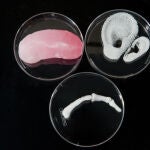Un riñón, un dedo y una oreja imprimidos en 3D