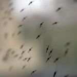 Mosquitos de la especie Anopheles gambiae