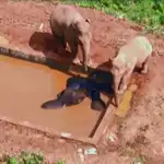  Tres elefantes se quedan atrapados en un balsa de agua durante dos días