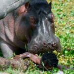 El pescador preso de las fauces del hipopótamo