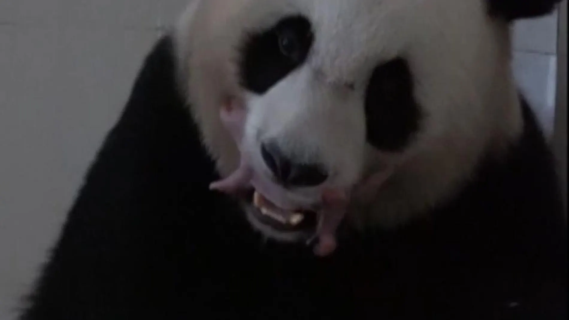 Nacen dos osos panda mellizos en el suroeste de China