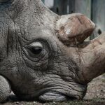 El último rinoceronte blanco que quedaba en el mundo, fotografiado poco antes de morir / Efe