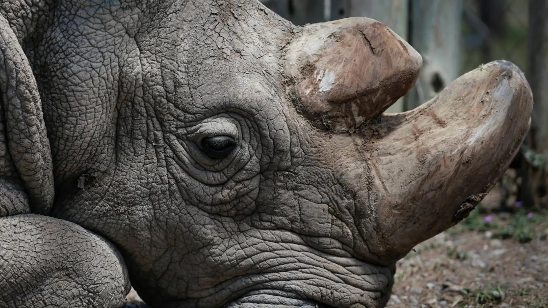 El último rinoceronte blanco que quedaba en el mundo, fotografiado poco antes de morir / Efe