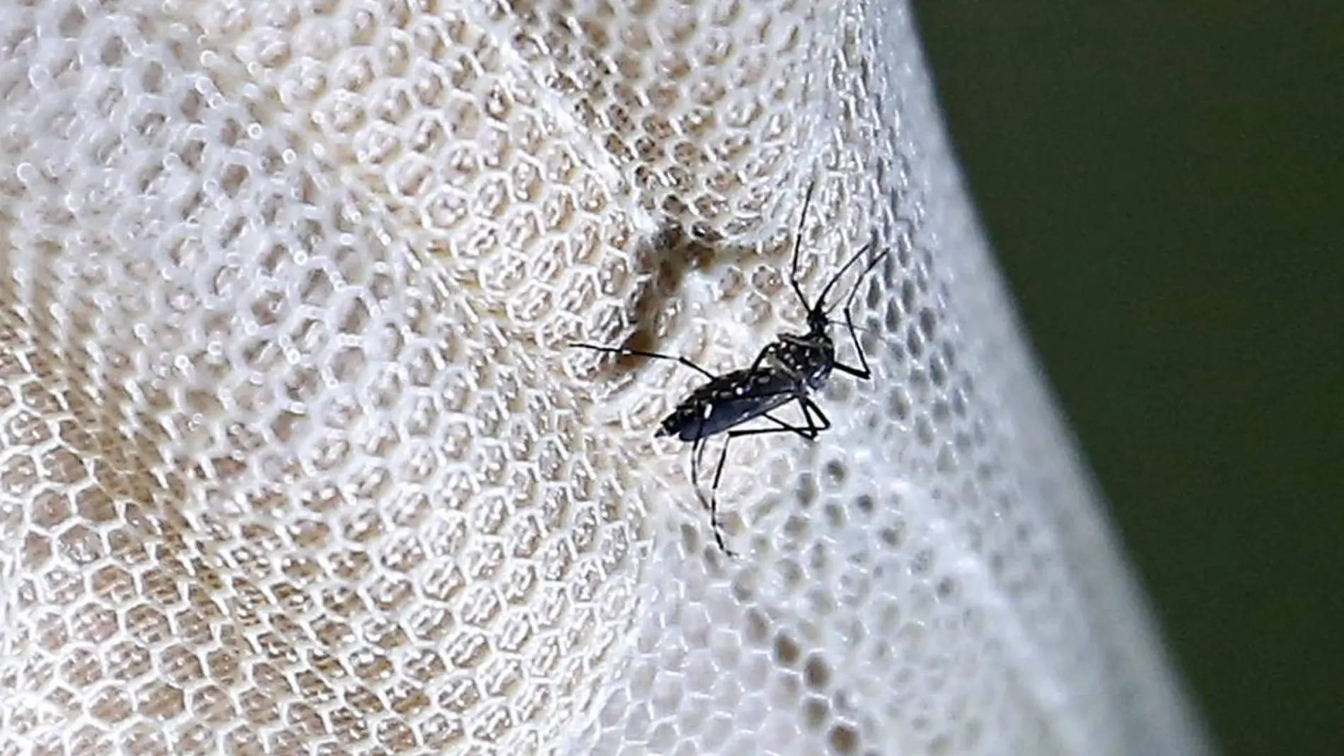 Vista del mosquito Aedes aegypti posado en una malla antimosquitos
