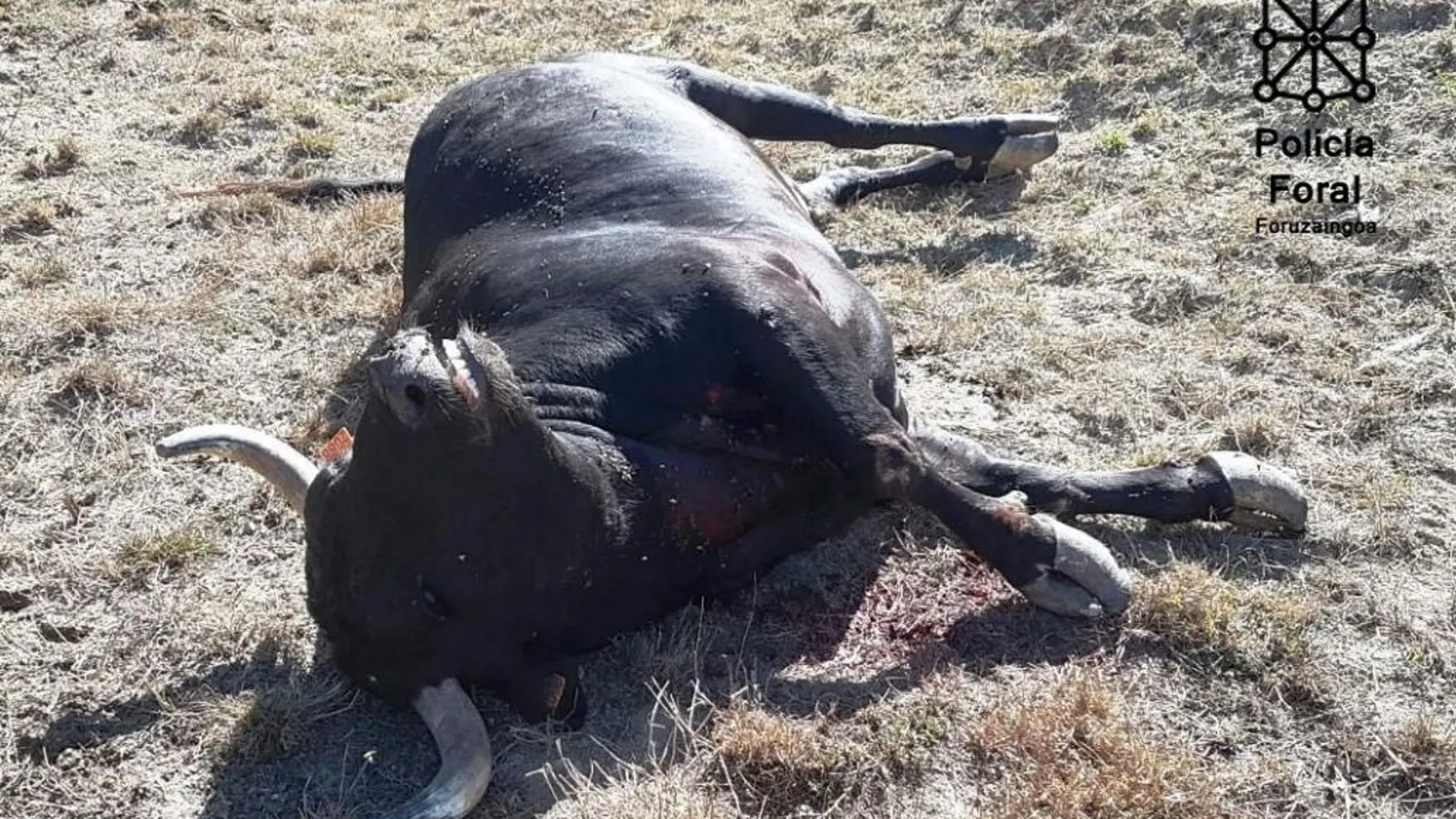 La policía abate a un toro que hiere a una persona al escaparse de una granja