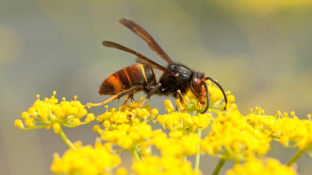 Imagen de una avispa velutina