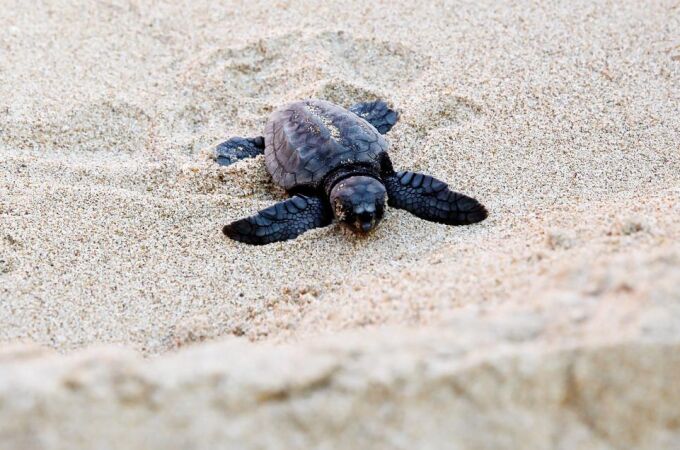 Una tortuga boba recién nacida repta hacia la playa de El Saler, en Valencia