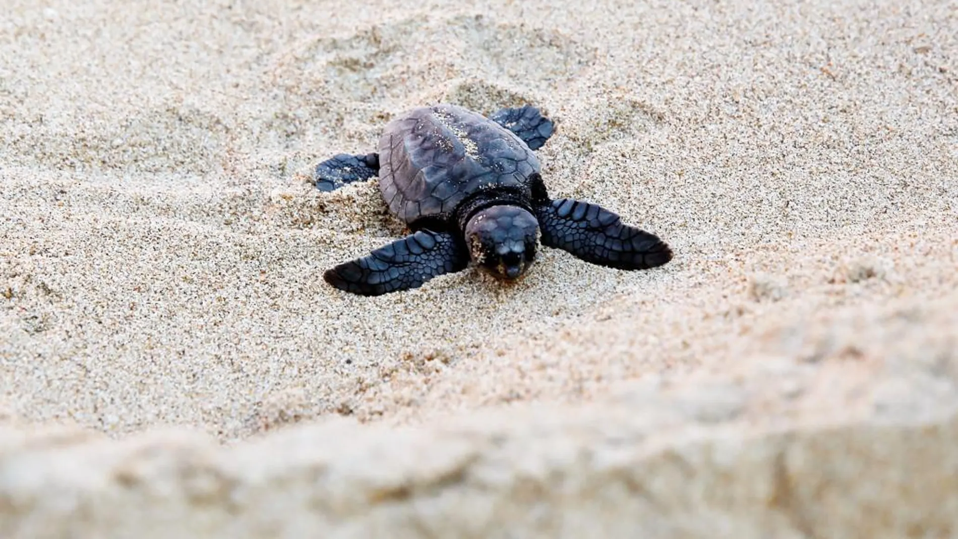 Una tortuga boba recién nacida repta hacia la playa de El Saler, en Valencia