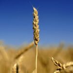 El CSIC pide cultivar trigo transgénico para celíacos