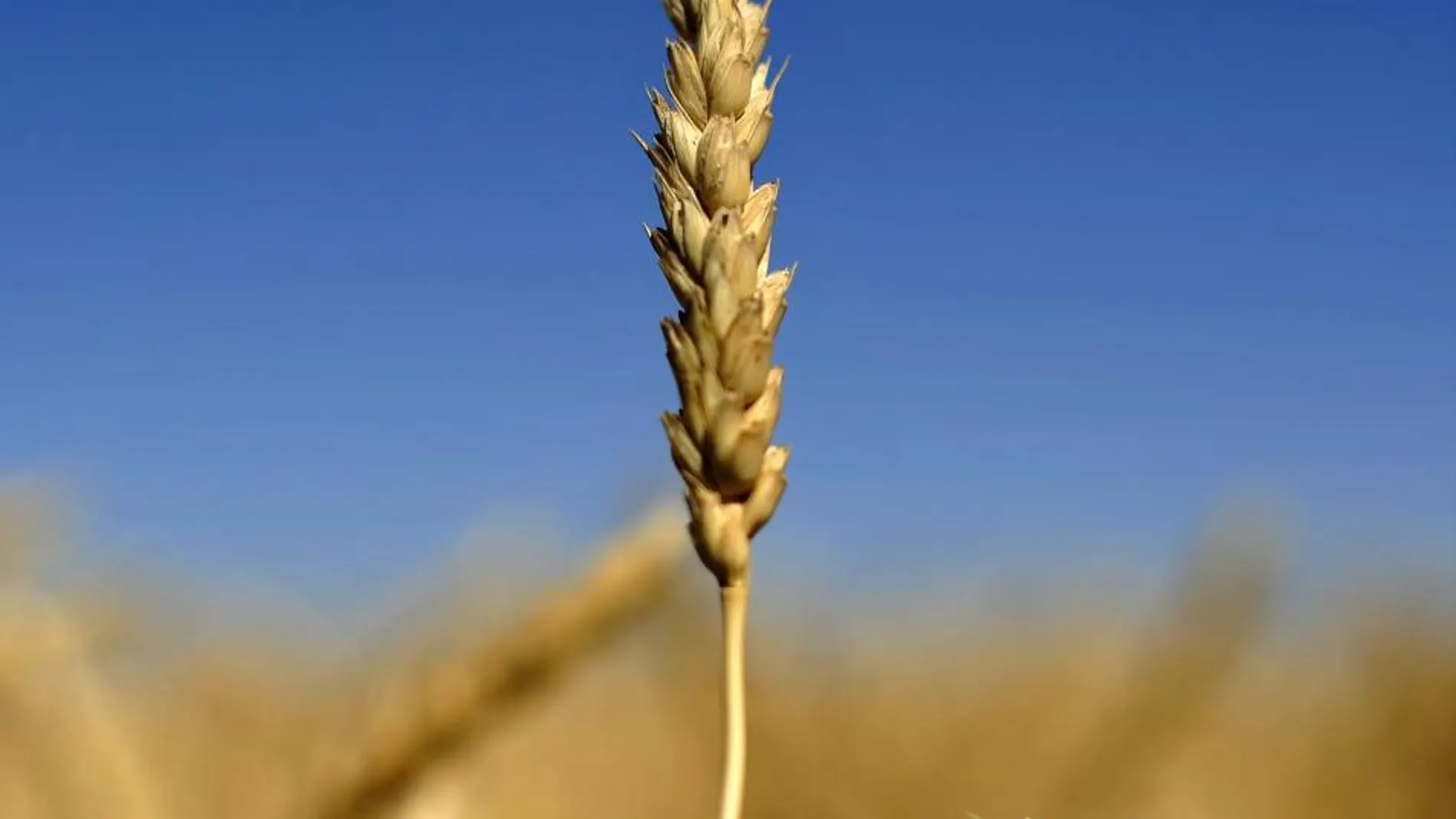 El CSIC pide cultivar trigo transgénico para celíacos