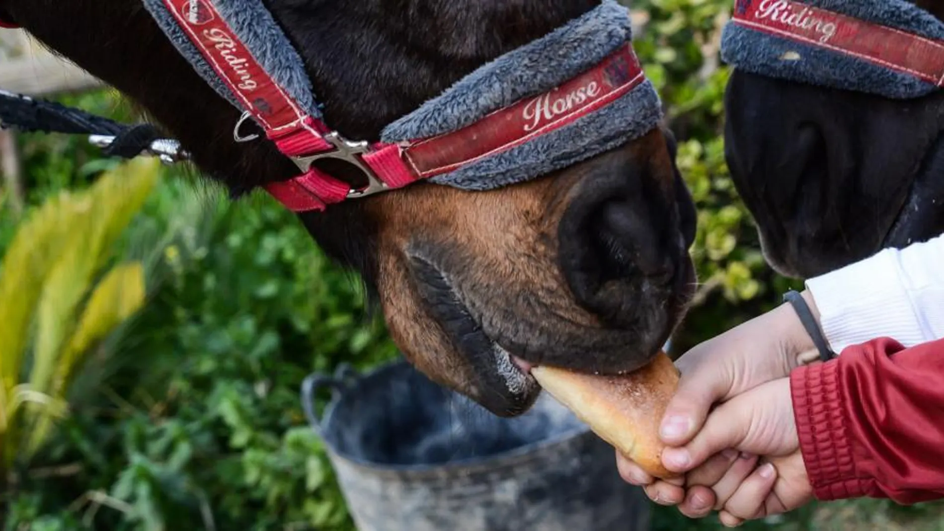 Alguno de los caballos utilizados en la terapia había sido maltratado y rescatado, por lo que la identificación del menor con el equino era más fuerte por el paralelismo de las historias LA RAZÓN