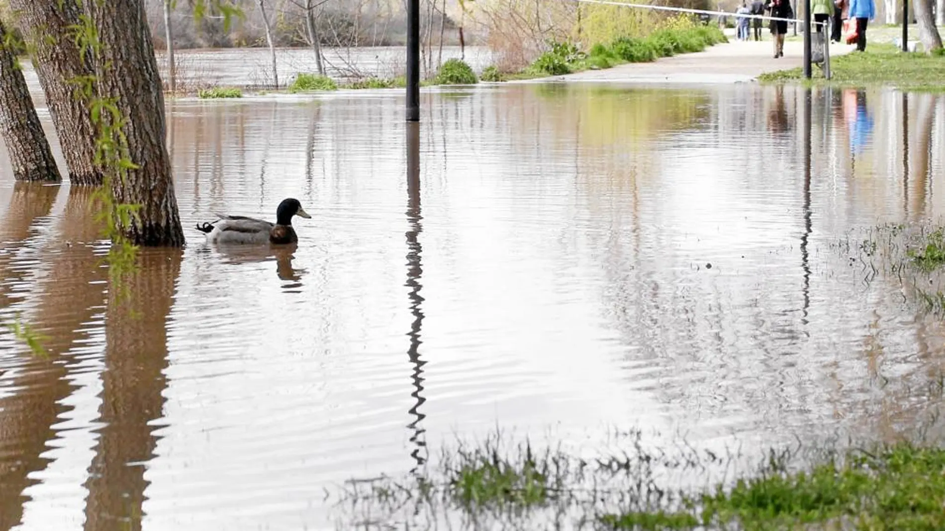 El río Duero, en Zamora, donde ha anegado paseos de la ribera