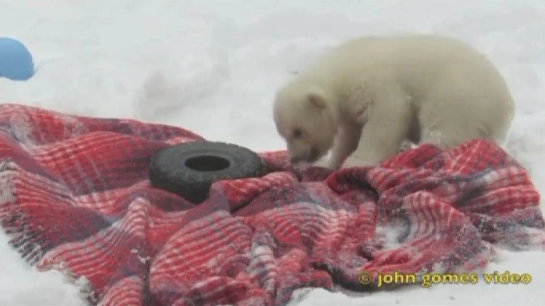La cría de oso polar, Kali