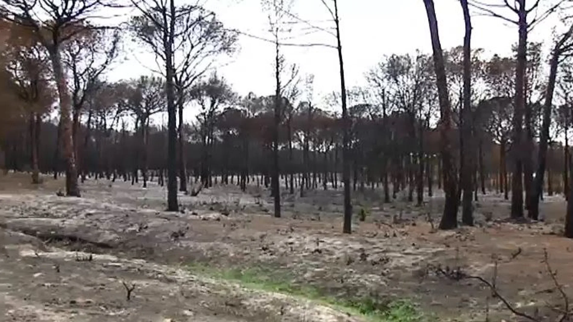 Doñana dos meses después de sufrir el trágico incendio