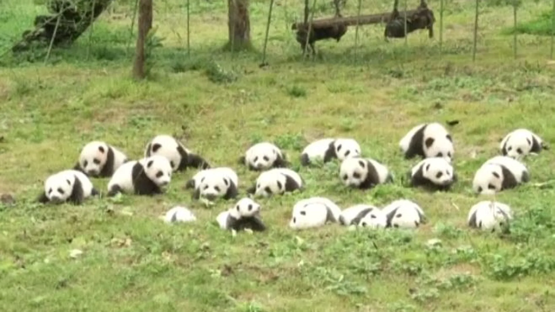 La adorable foto de familia de los pandas nacidos en 2017
