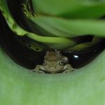 Las ranas empezaron a reproducirse en tierra para disminuir la competencia sexual Pareja de la especie de rana arborícola Scinax alcatraz desovando en agua acumulada en bromeliácea (foto: Kelly Zamudio).