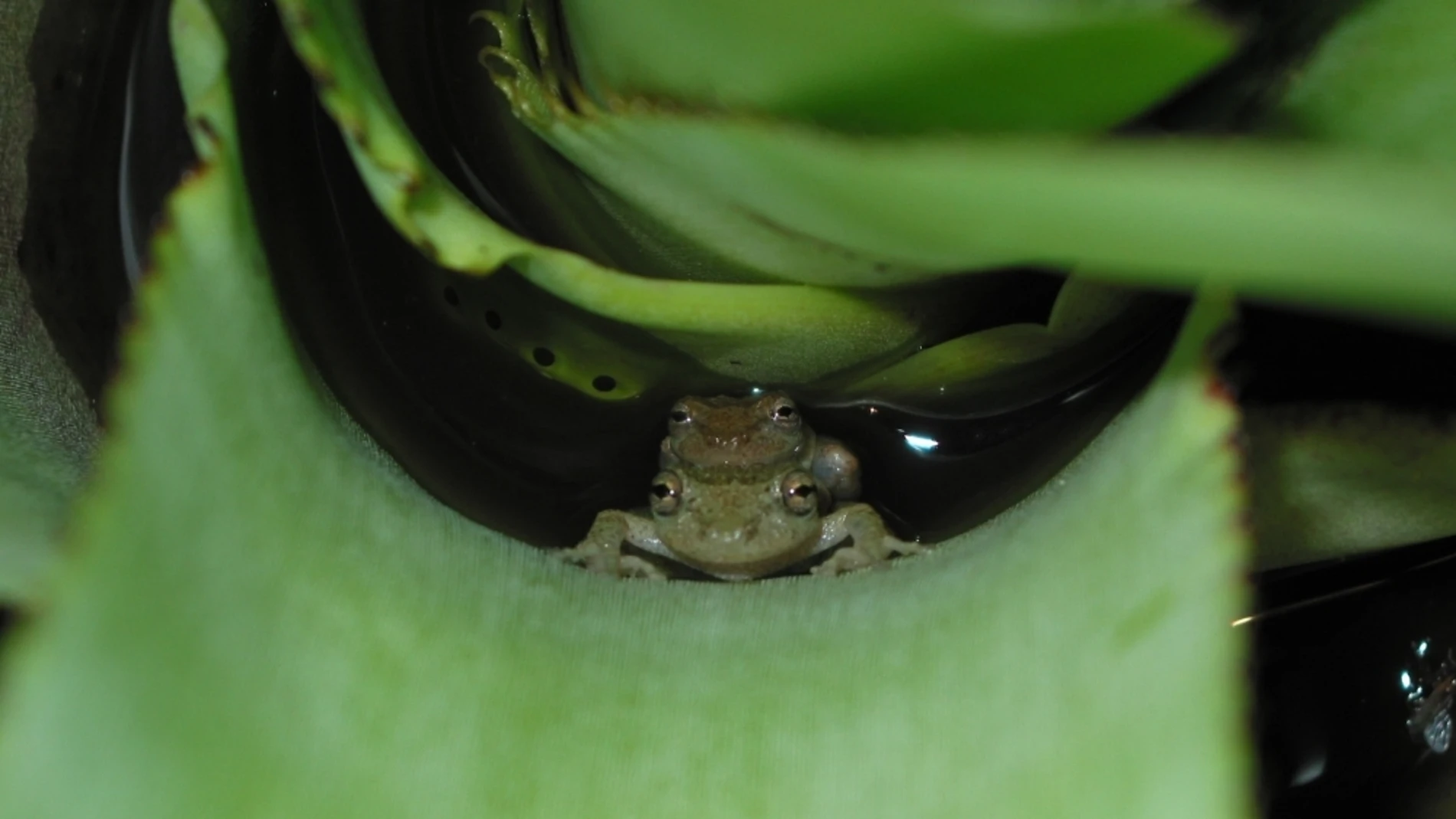 Las ranas empezaron a reproducirse en tierra para disminuir la competencia sexual Pareja de la especie de rana arborícola Scinax alcatraz desovando en agua acumulada en bromeliácea (foto: Kelly Zamudio).