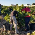 La agricultura, la más golpeada por el paro en julio en la Región de Murcia