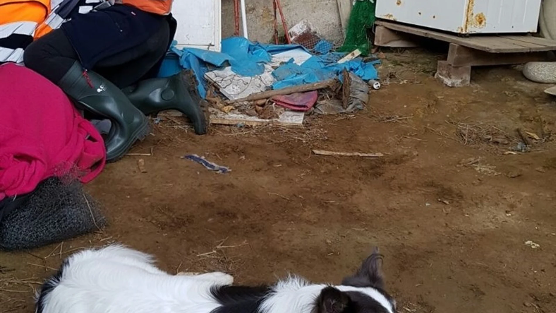 Un perro de la Guardia Civil localiza a una anciana desaparecida en La Coruña